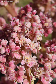 Rheum palaestinum  Desert rhubarb,Geotagged,Israel,Rheum palaestinum,Spring