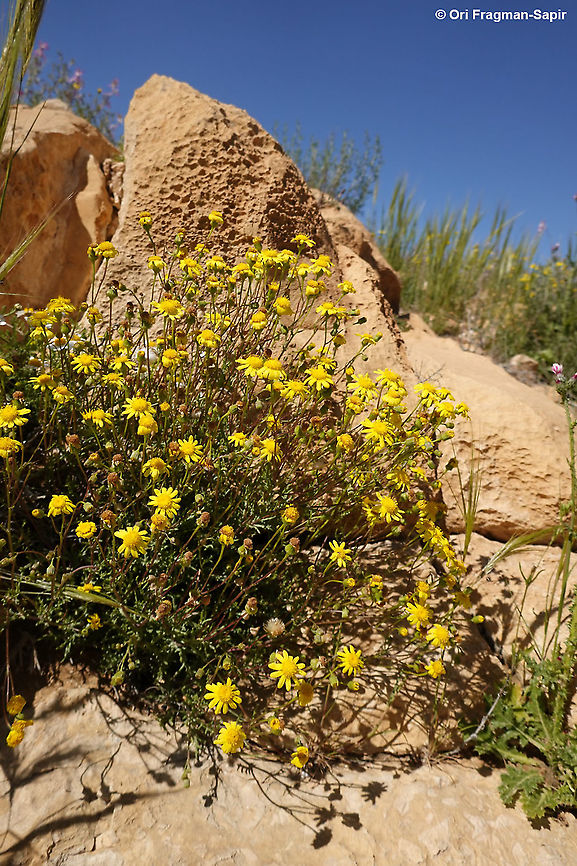 Senecio glaucus  Geotagged,Israel,Senecio glaucus,Spring