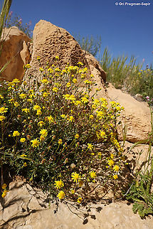 Senecio glaucus  Geotagged,Israel,Senecio glaucus,Spring