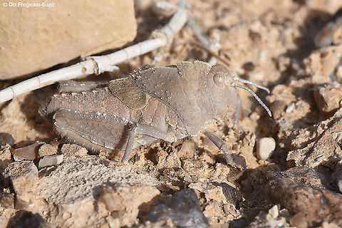 Eremotmethis carinatus  Geotagged,Spring