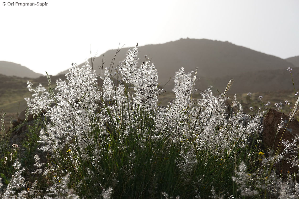 Tricholaena teneriffae  Geotagged,Spring,Tricholaena teneriffae