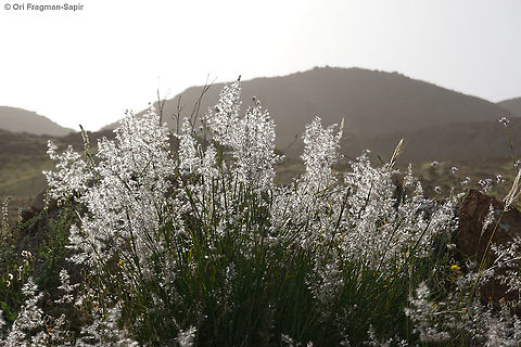 Tricholaena teneriffae  Geotagged,Spring,Tricholaena teneriffae