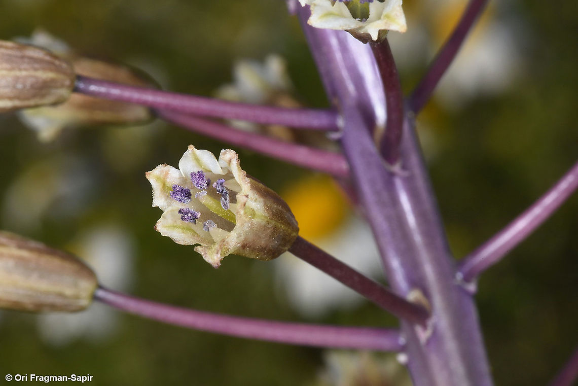 Bellevalia eigii  Bellevalia eigii,Geotagged,Israel,Spring