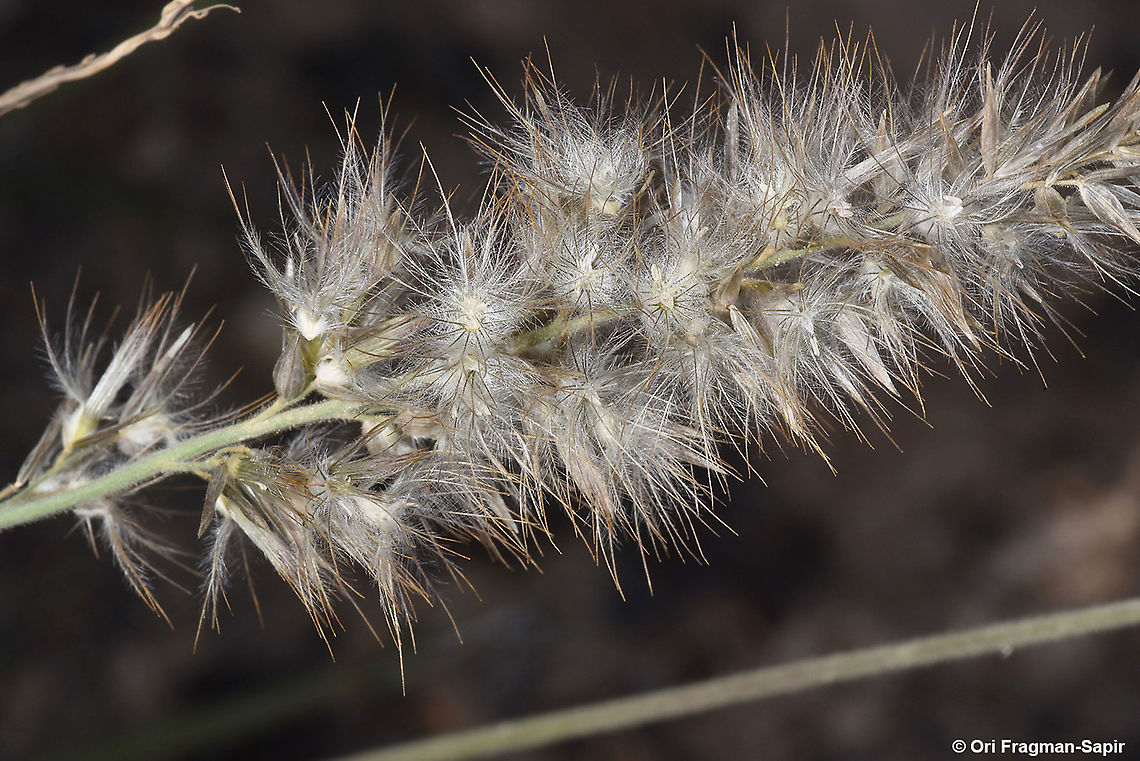 Enneapogon persicus  Enneapogon persicus,Geotagged,Spring