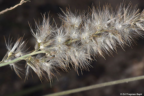 Enneapogon persicus  Enneapogon persicus,Geotagged,Spring