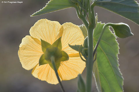 Abutilon fruticosum  Abutilon fruticosum,Geotagged,Spring,Texas Indian mallow