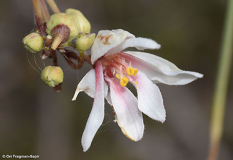 Moringa peregrina  Geotagged,Moringa peregrina,Spring