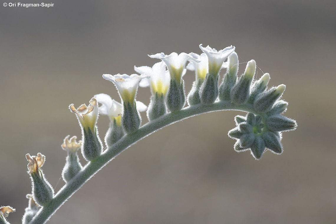 Heliotropium maris-mortui  Geotagged,Heliotropium maris-mortui,Spring