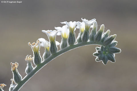 Heliotropium maris-mortui  Geotagged,Heliotropium maris-mortui,Spring