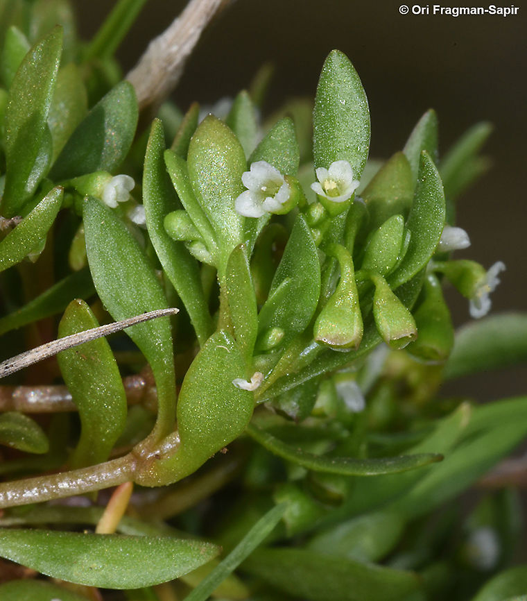 Montia fontana  Geotagged,Montia fontana,Montia minor,Spring