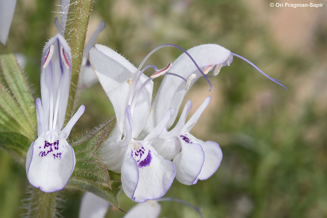 Salvia palaestina  Geotagged,Israel,Salvia palaestina,Spring