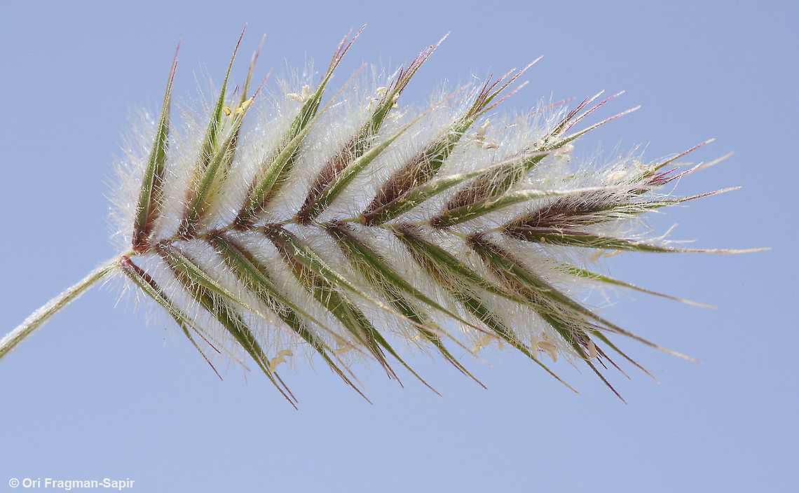 Eremopyrum distans  Eremopyrum distans,Geotagged,Israel,Spring