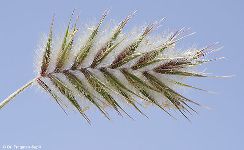 Eremopyrum distans  Eremopyrum distans,Geotagged,Israel,Spring