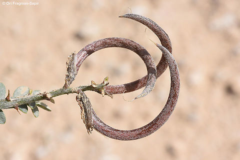 Astragalus sanctus  Astragalus sanctus,Geotagged,Israel,Spring
