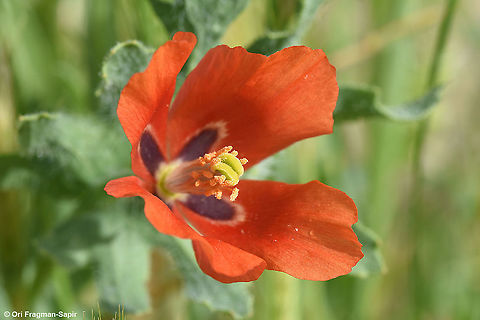 Glaucium corniculatum  Blackspot Hornpoppy,Geotagged,Glaucium corniculatum,Israel,Spring