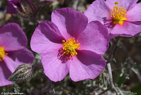 Helianthemum vesicarium  Geotagged,Helianthemum vesicarium,Israel,Pink sunrose,Spring