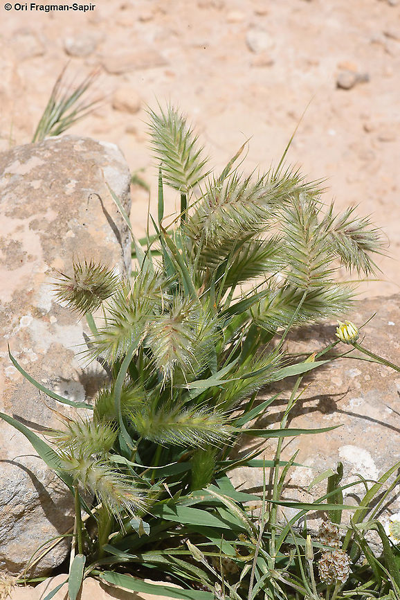 Eremopyrum distans  Eremopyrum distans,Geotagged,Israel,Spring