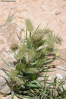 Eremopyrum distans  Eremopyrum distans,Geotagged,Israel,Spring