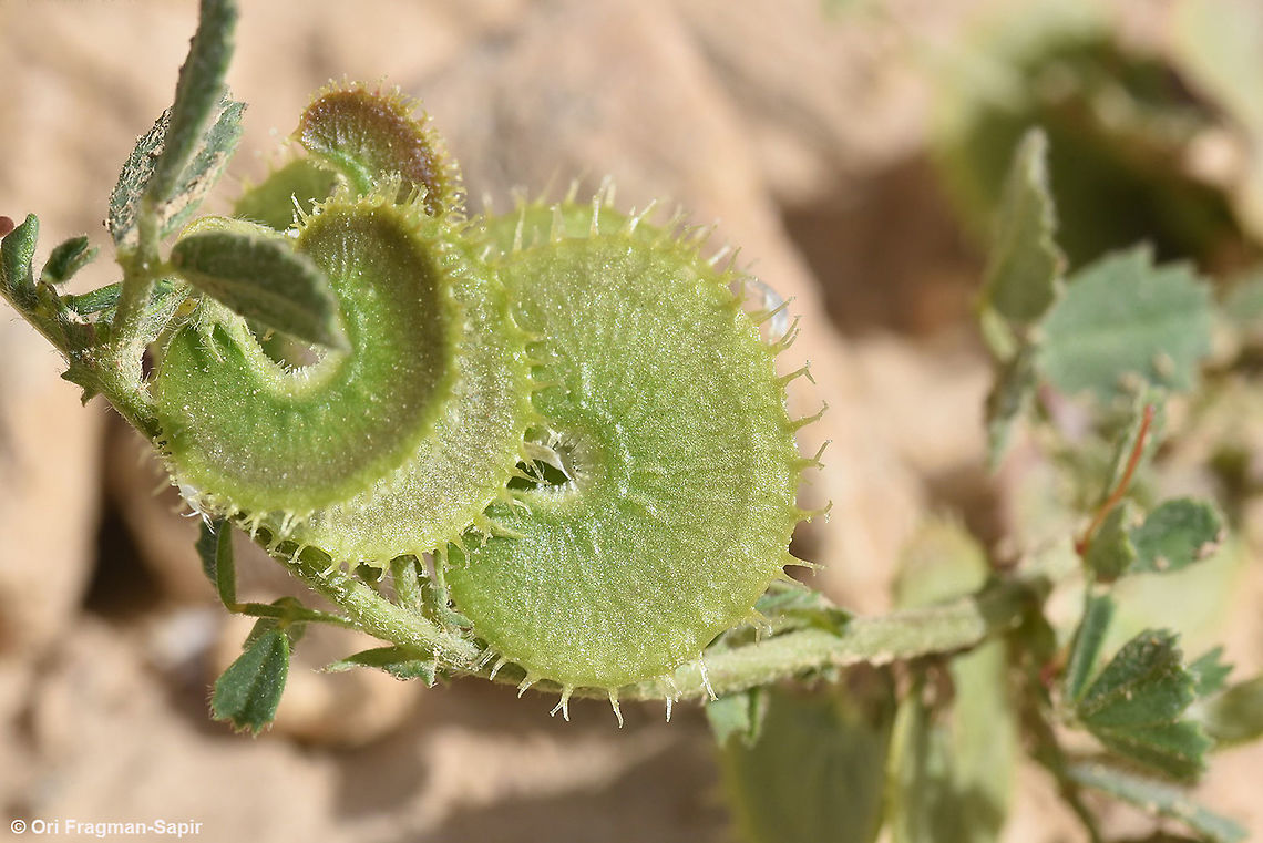 Medicago radiata  Geotagged,Israel,Medicago radiata,Spring
