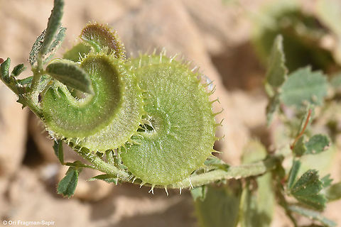 Medicago radiata  Geotagged,Israel,Medicago radiata,Spring