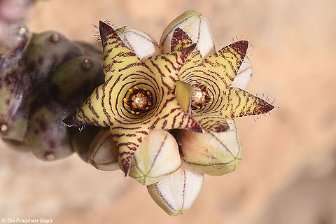 Caralluma europaea var. judaica  Caralluma europaea,European Caralluma,Geotagged,Israel,Spring