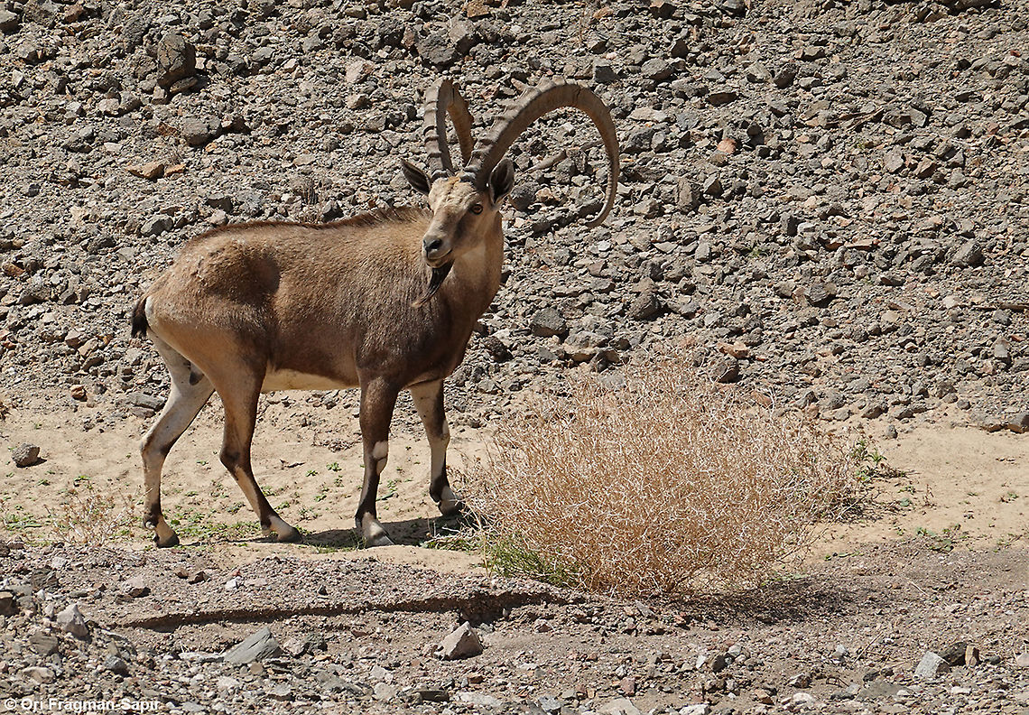 Capra nubiana  Capra nubiana,Geotagged,Israel,Nubian ibex,Spring