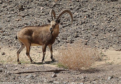 Capra nubiana  Capra nubiana,Geotagged,Israel,Nubian ibex,Spring