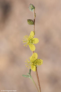Helianthemum lipii  Geotagged,Helianthemum lippii,Israel,Spring