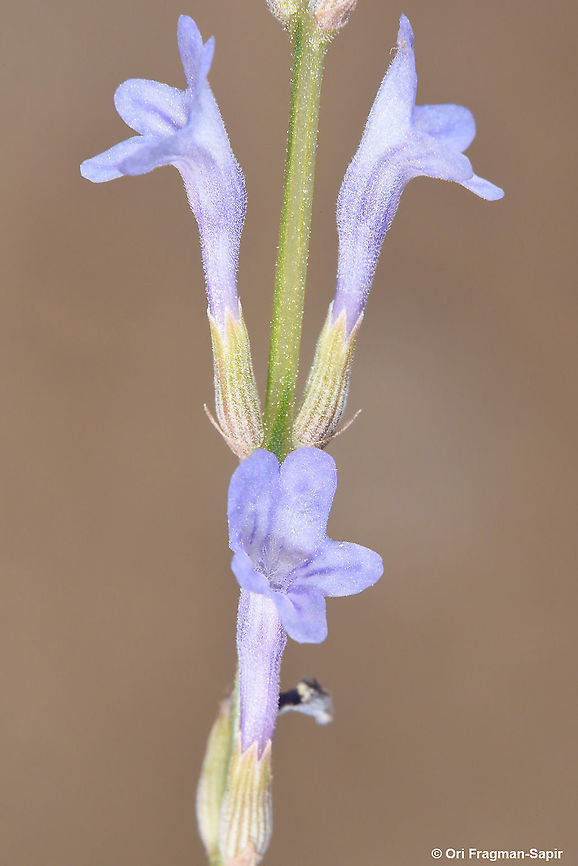Lavandula coronopifolia  Geotagged,Israel,Lavandula coronopifolia,Spring