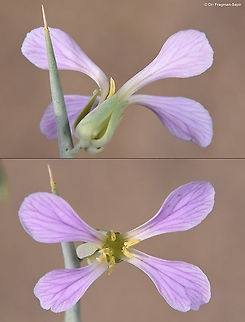Zilla spinosa  Geotagged,Israel,Spring,Zilla spinosa