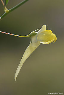 Kickxia spartioides  Geotagged,Israel,Kickxia spartioides,Spring