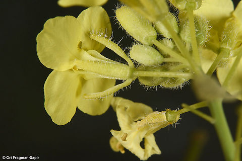 Diplotaxis harra  Diplotaxis harra,Geotagged,Israel,Spring