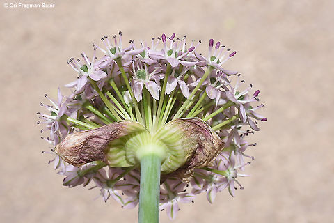 Allium dumetorum  Allium dumetorum
