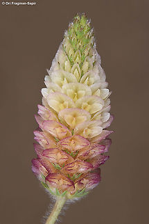 Trifolium billardieri