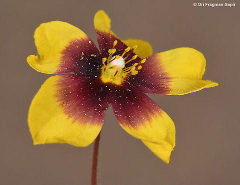Tuberaria guttata  Tuberaria guttata
