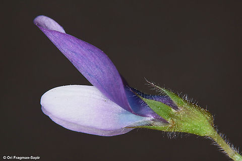 Vicia bithynica  Vicia bithynica