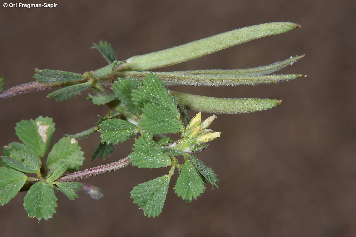 Trigonella crassipes  Trigonella crassipes