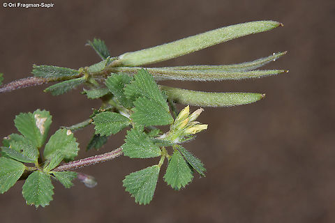 Trigonella crassipes  Trigonella crassipes