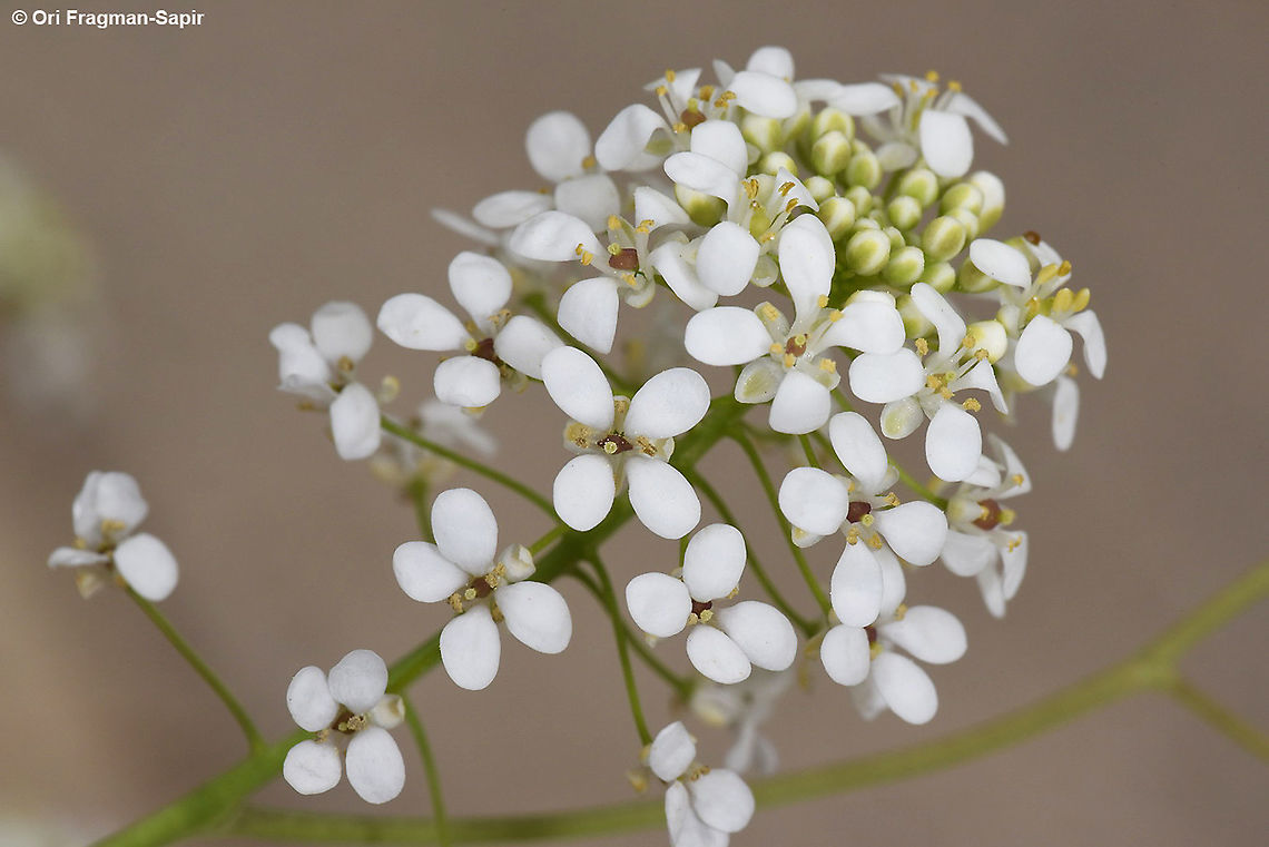 Peltaria angustifolia  Peltaria angustifolia