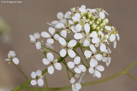 Peltaria angustifolia  Peltaria angustifolia