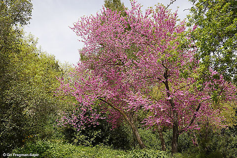 Cercis siliquastrum  Cercis siliquastrum,Judas Tree