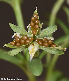 Viola pentadactyla seed dispersal Viola pentadactyla