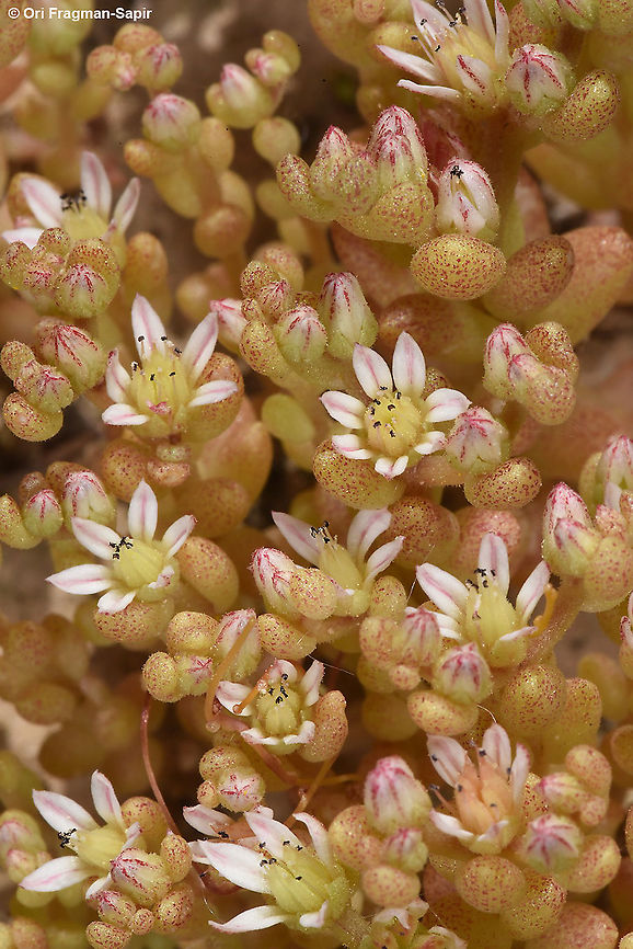 Sedum hispanicum  Geotagged,Israel,Sedum hispanicum,Spring