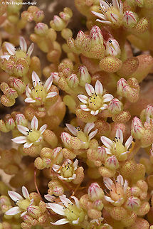 Sedum hispanicum Geotagged,Israel,Sedum hispanicum,Spring