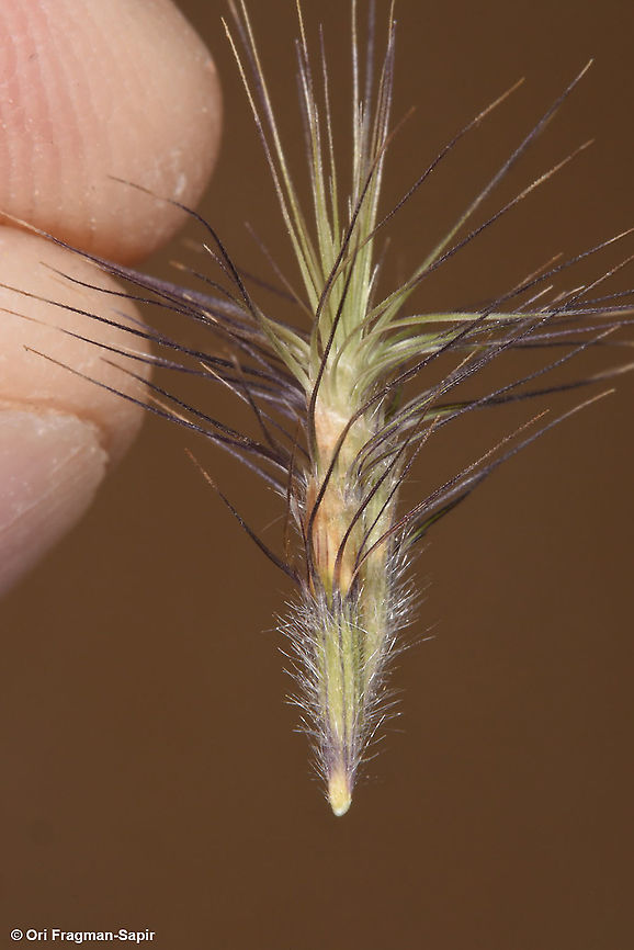 Boissiera squarrosa  Boissiera squarrosa