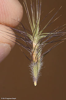 Boissiera squarrosa  Boissiera squarrosa