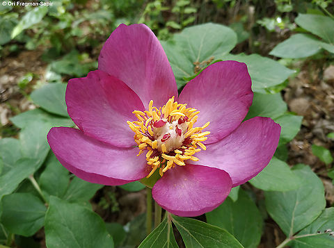 Paeonia mascula  Paeonia mascula