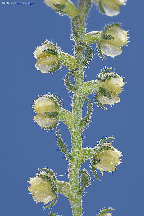 Heterocaryum subsessile  Geotagged,Heterocaryum subsessile,Israel,Spring