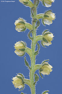 Heterocaryum subsessile  Geotagged,Heterocaryum subsessile,Israel,Spring