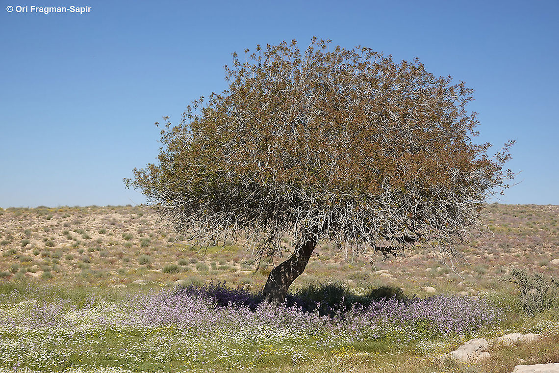 Pistacia atlantica  Geotagged,Israel,Pistacia atlantica,Spring
